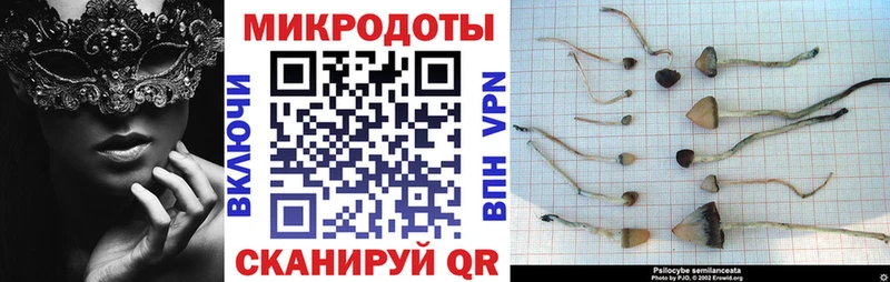 Купить где  Шагонар  Псилоцибиновые грибы Cubensis 