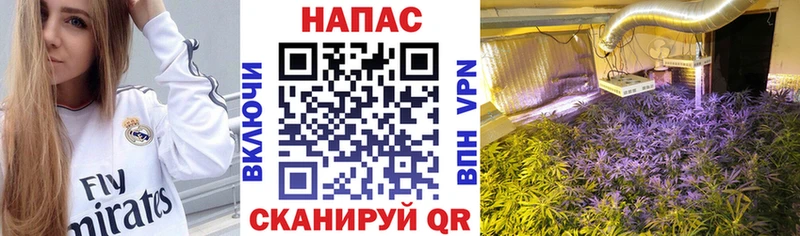 Купить закладки  Шагонар  Конопля планчик 